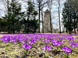 Frühlingsbild: lila Wiese am Soleturm