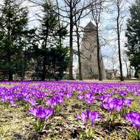 Frühlingsbild: lila Wiese am Soleturm © SOLEPARK Frühlingsbild: lila Wiese am Soleturm