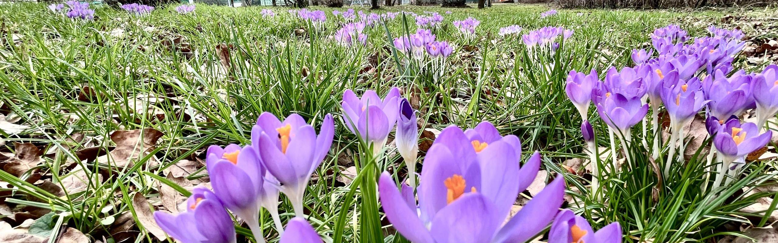 Frühlings-Krokuswiese im Kurpark