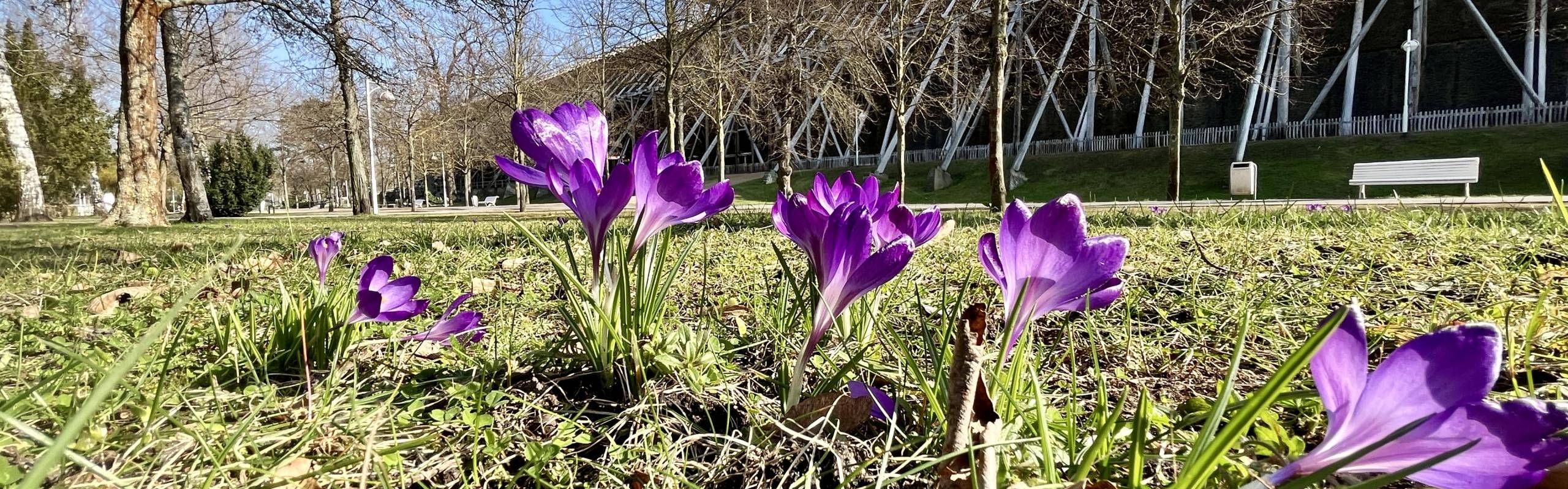 Krokusse vor dem Gradierwerk