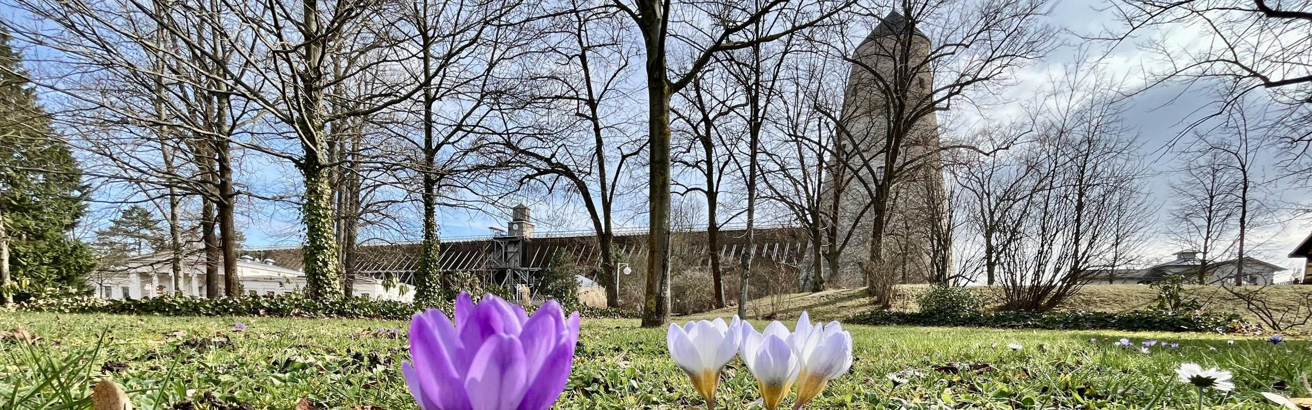 Krokusse vor dem Gradierwerk im Frühling