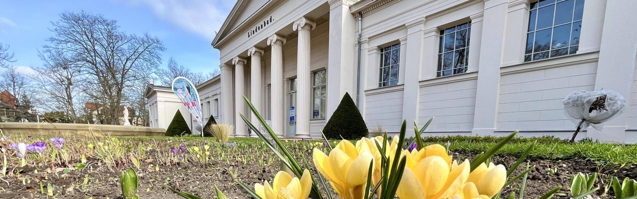 Krokus vor dem Lindenbad