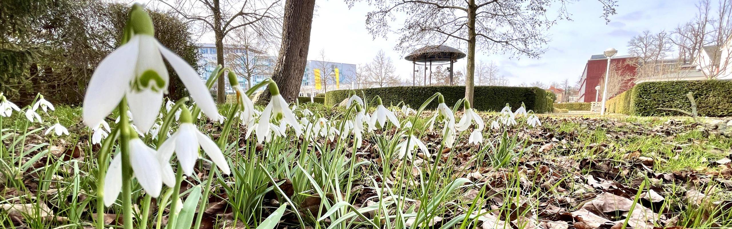 Frühlingsbild: Schneeglöckchen am Erlengarten