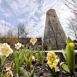 Narzissen vorm Soleturm