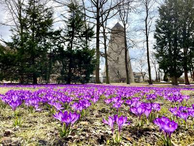 Frühlingsbild: lila Wiese am Soleturm
