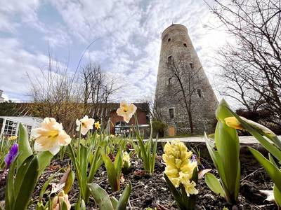 Narzissen vorm Soleturm