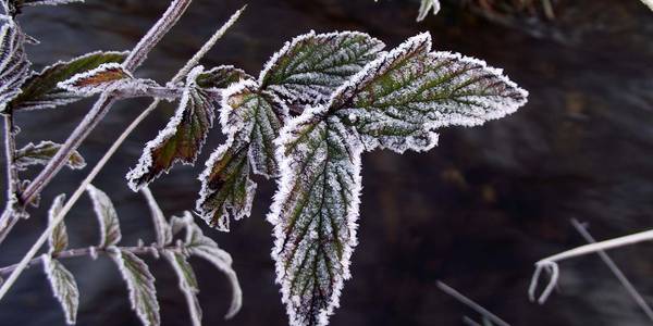 Reif © Sebastian Balders, DWD