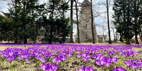 Frühlingsbild: lila Wiese am Soleturm