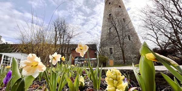 Narzissen vorm Soleturm