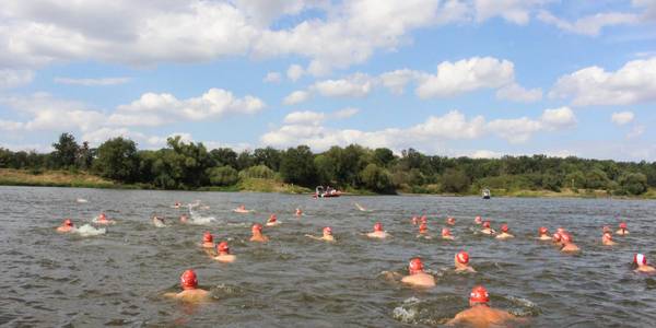 Menschen durchschwimmen die Elbe beim Elbebadetag.
