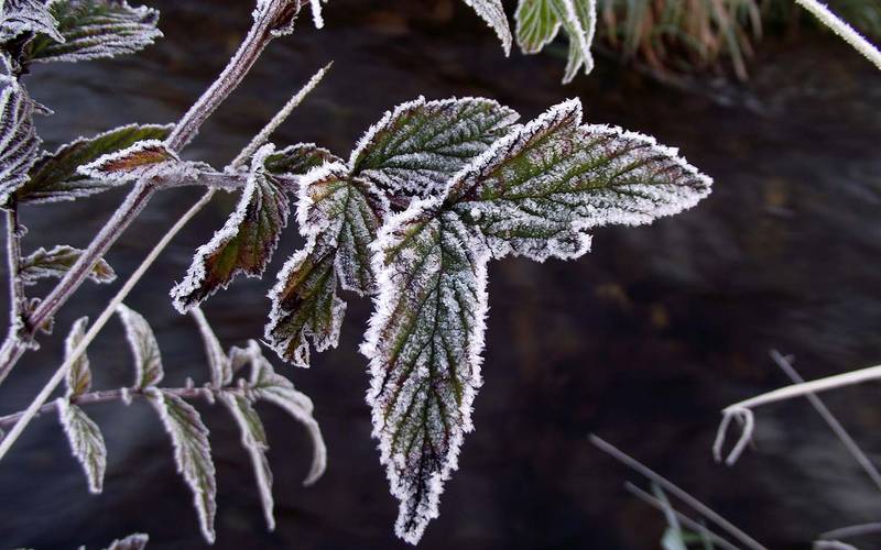 Reif © Sebastian Balders, DWD