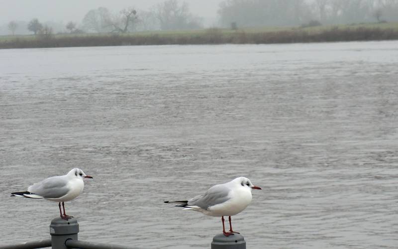 Oberflächenwasser Fluss See Strom Möwen