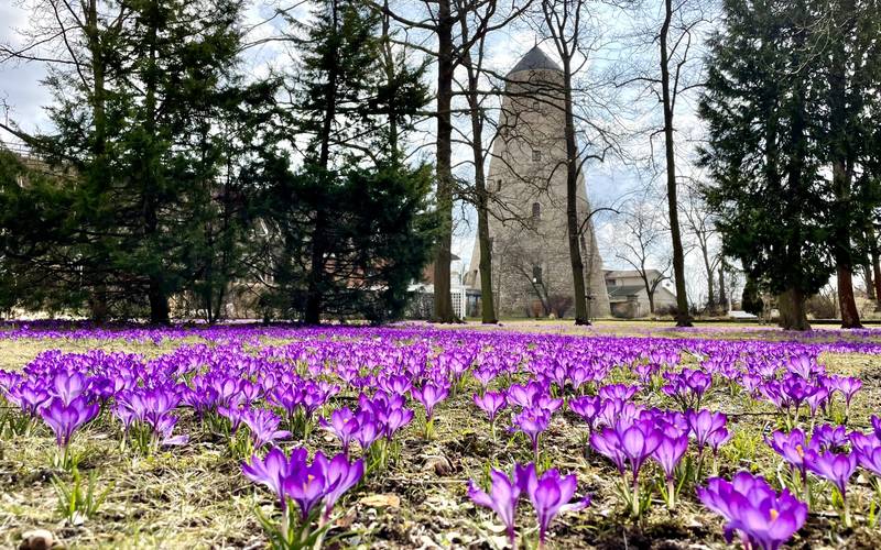 Frühlingsbild: lila Wiese am Soleturm
